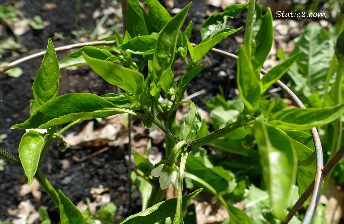 Pepper plant with a bloom