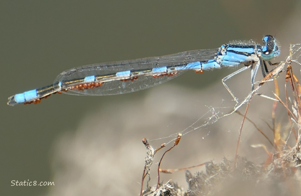 Tule Bluet with water mites