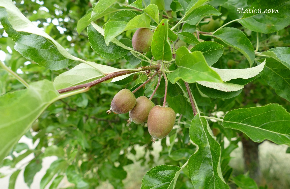 Small apples growing on the tree