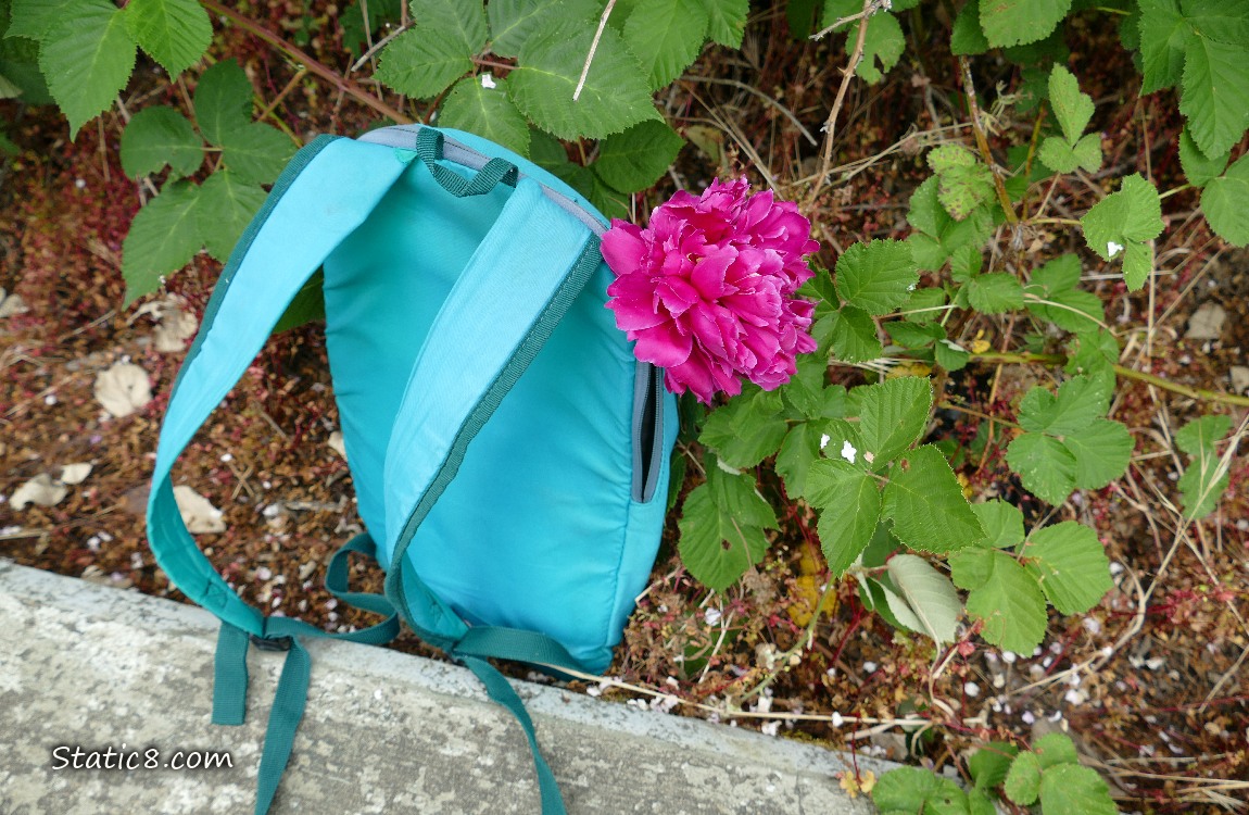 Backpack with a pink Peony bloom sticking up out of it