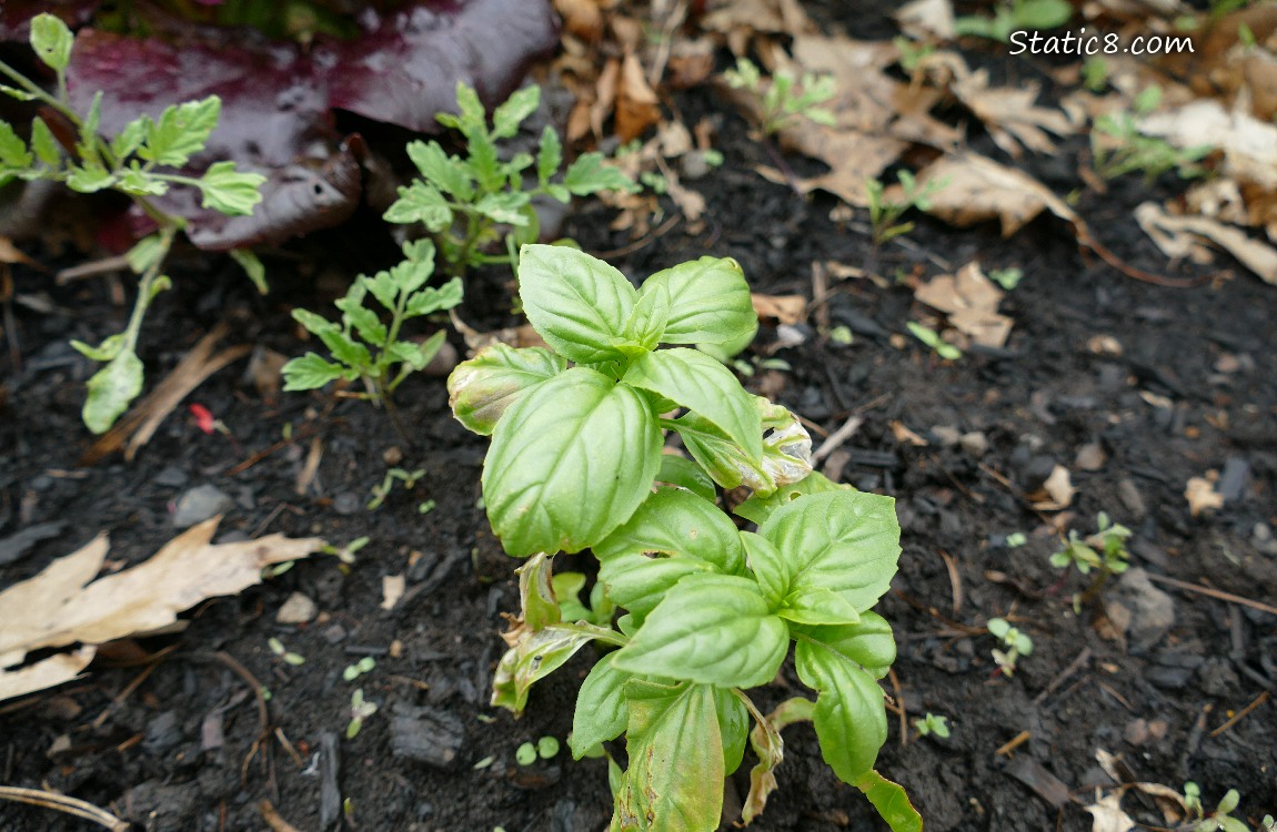 Basil seedlings growing in the dirt