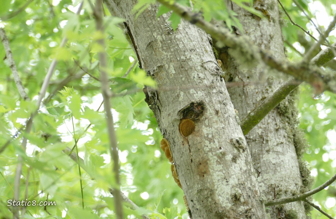 Downy Woodpecker nest hole in a tree trunk