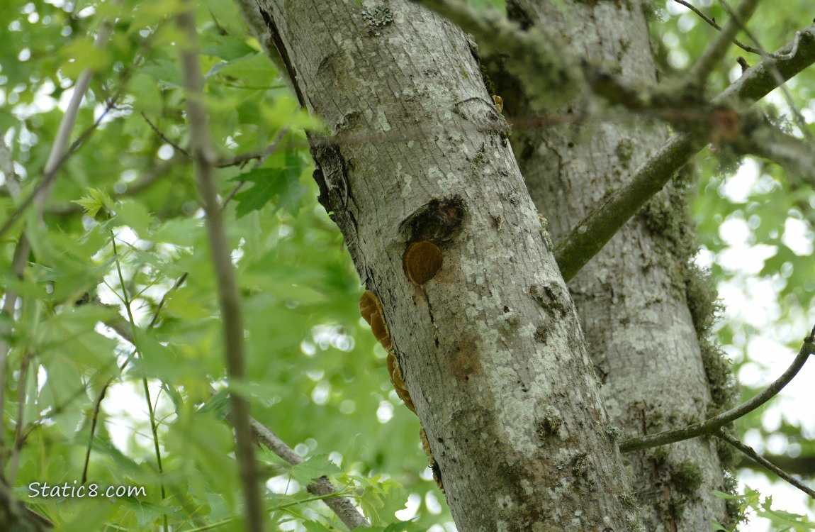 Downy Woodpecker nest hole in a tree trunk