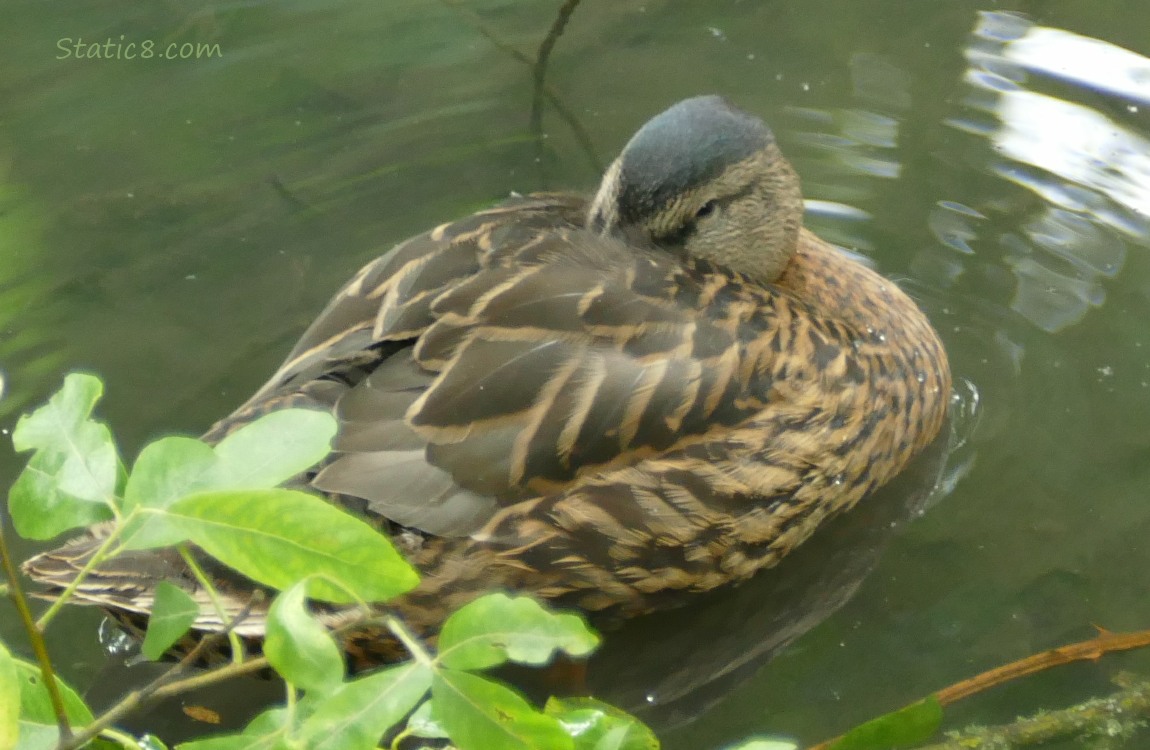 Older duckling napping on the water