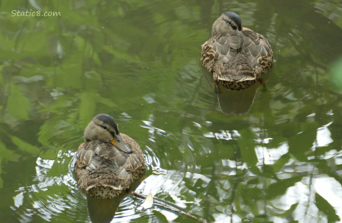 Two grown ducklings napping on the water