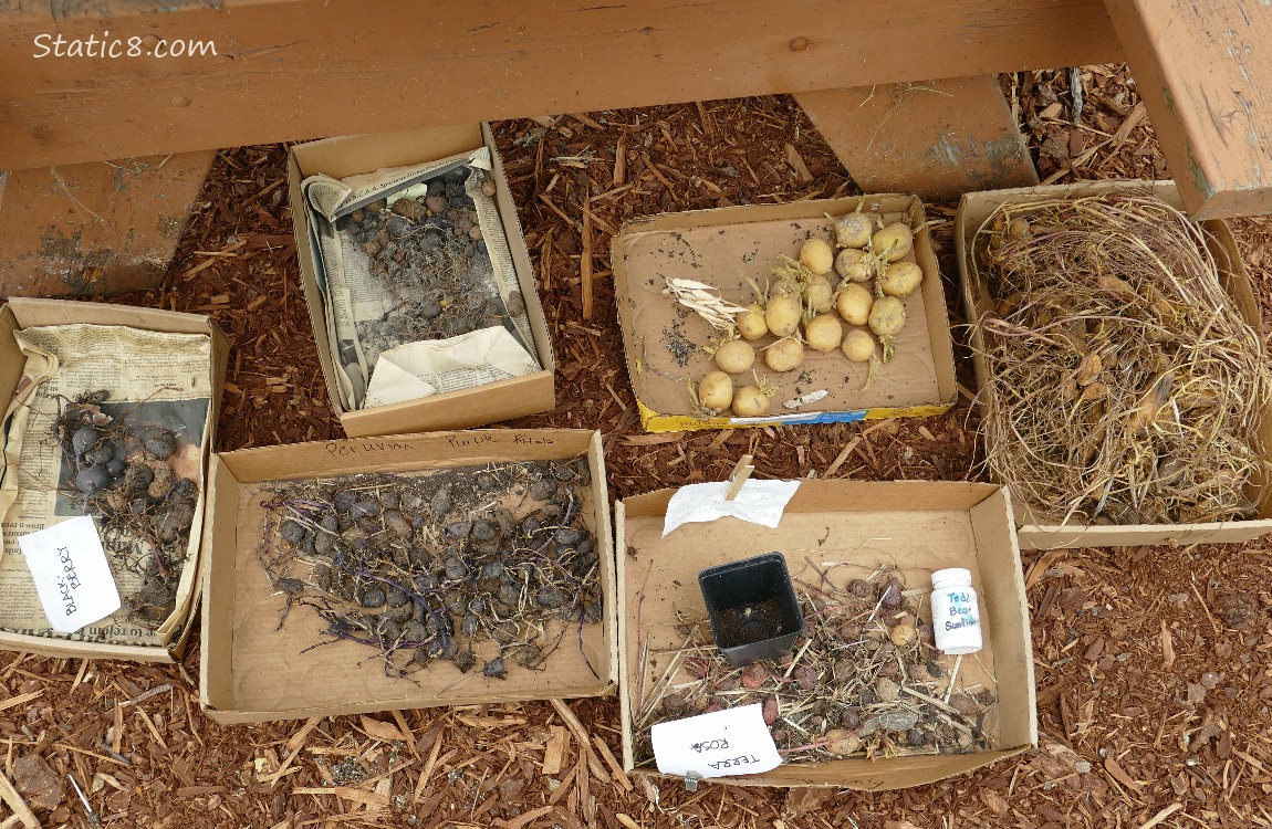 Small potatoes in cardboard trays