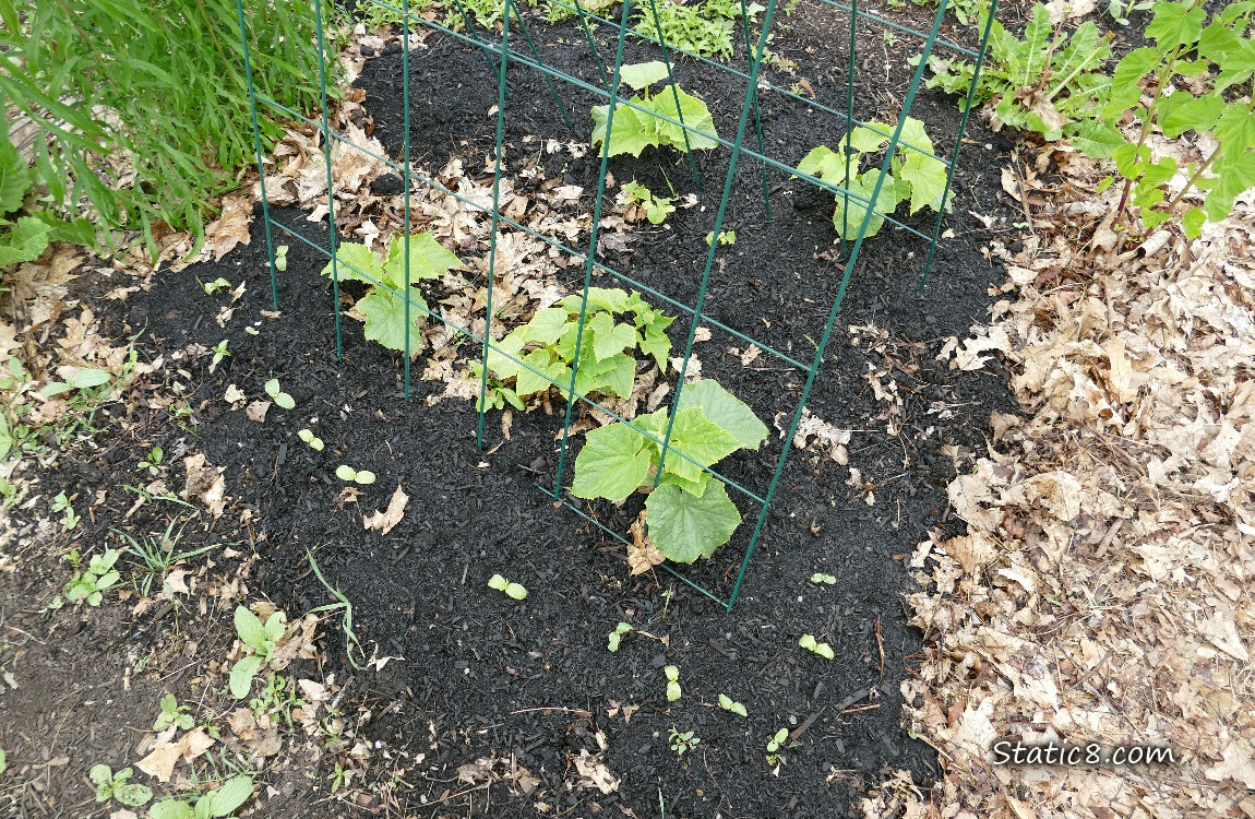 Cucumber plants growing under a wire trellis