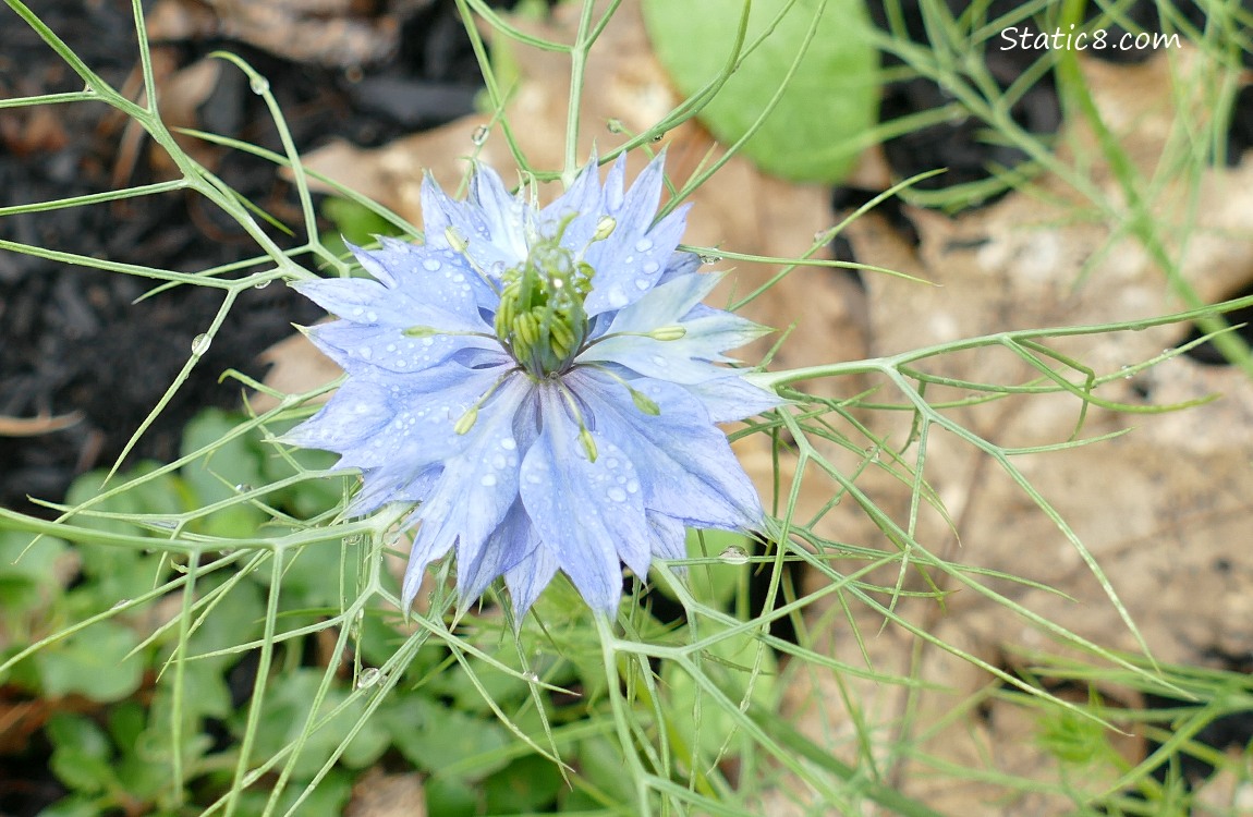 Love in a Mist bloom