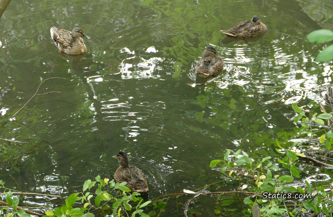 Mama Mallard and three grown ducklings on the water