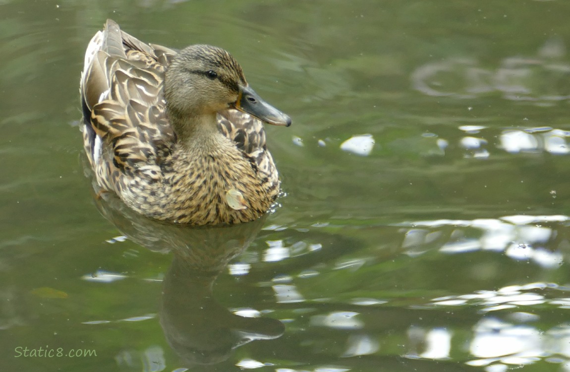 Female Mallard sitting on the water