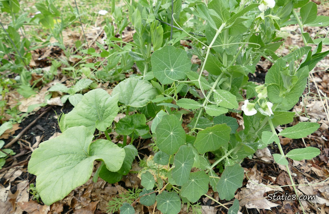 Squash plant and Nasturtium growing with pea plants