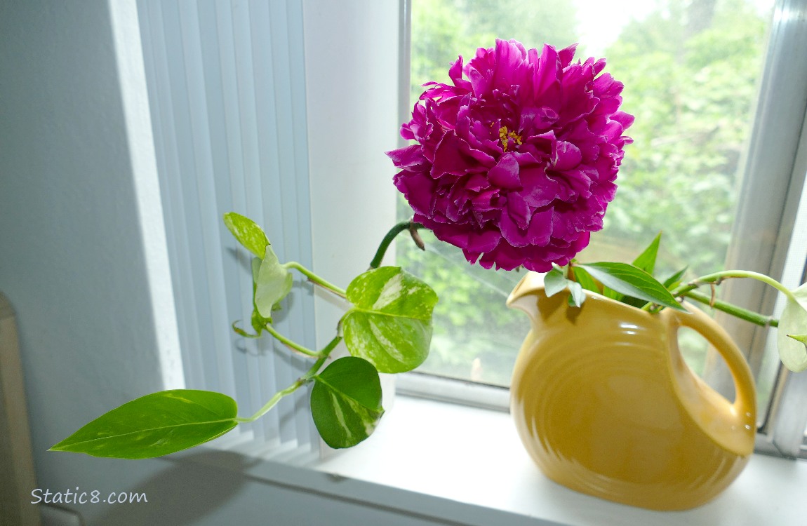 Magenta Peony bloom in a vase