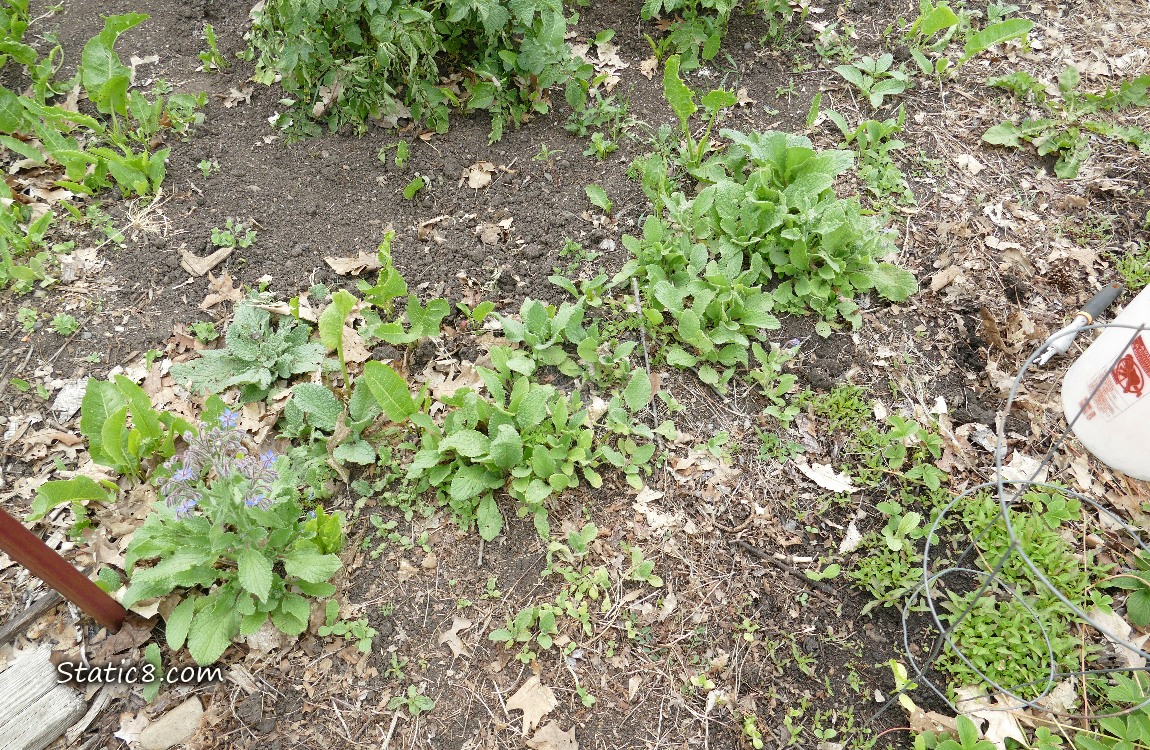 Garden plot