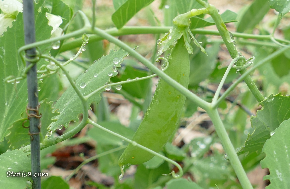 Pea pod hanging from the plant