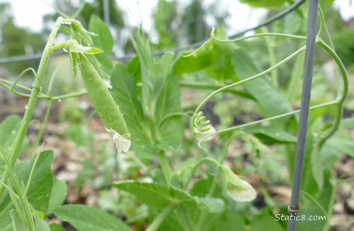 Pea pod hanging from the plant