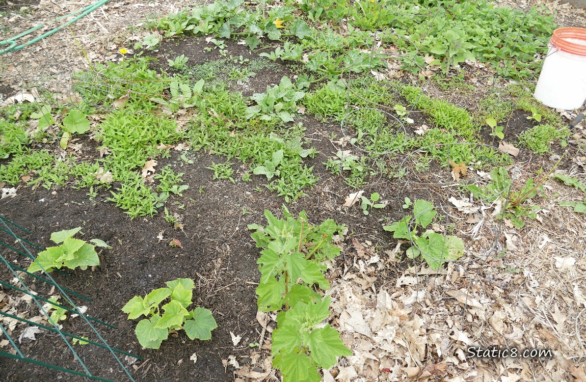 Squash patch