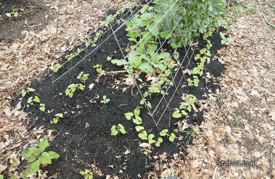 Bean plants growing under a wire trellis