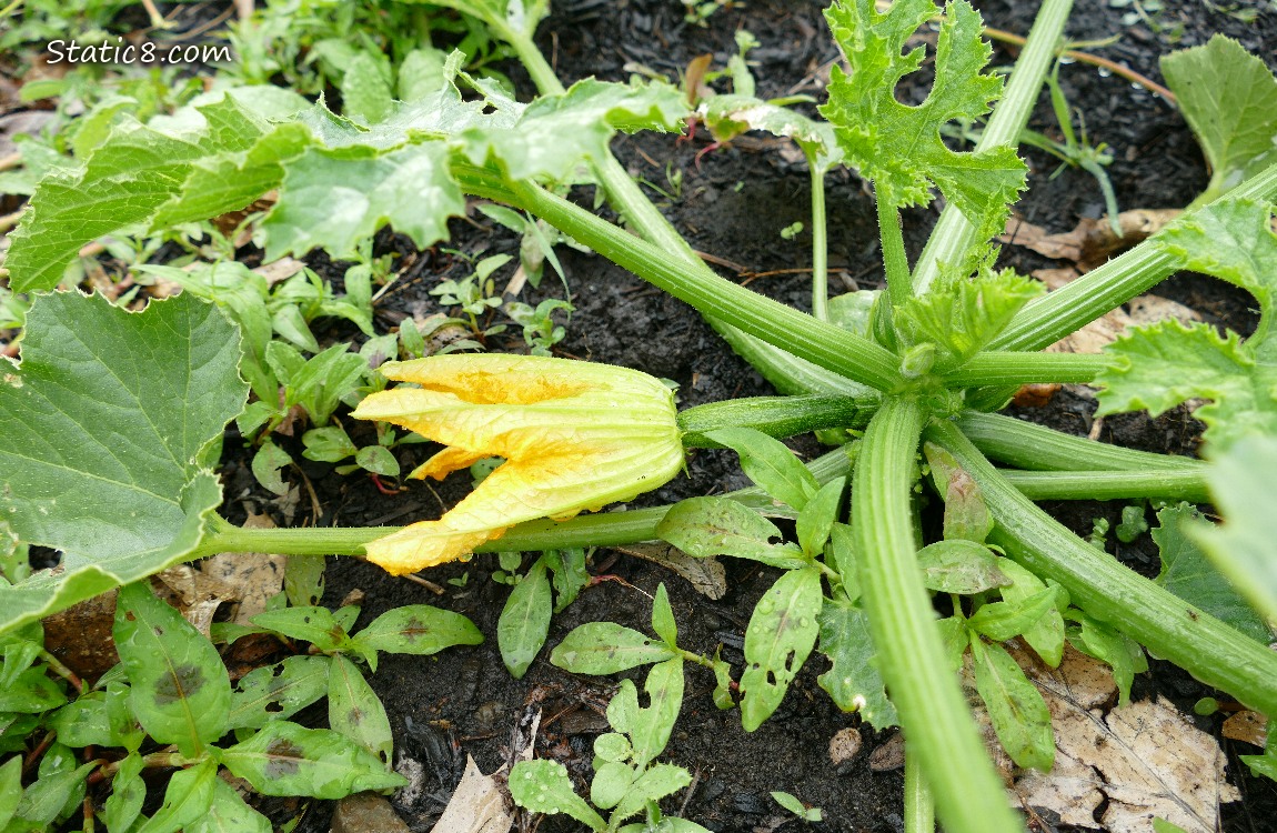 Zucchini growing a fruit