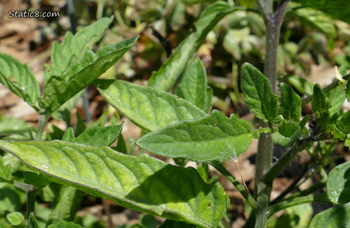 Tomato plant leaves