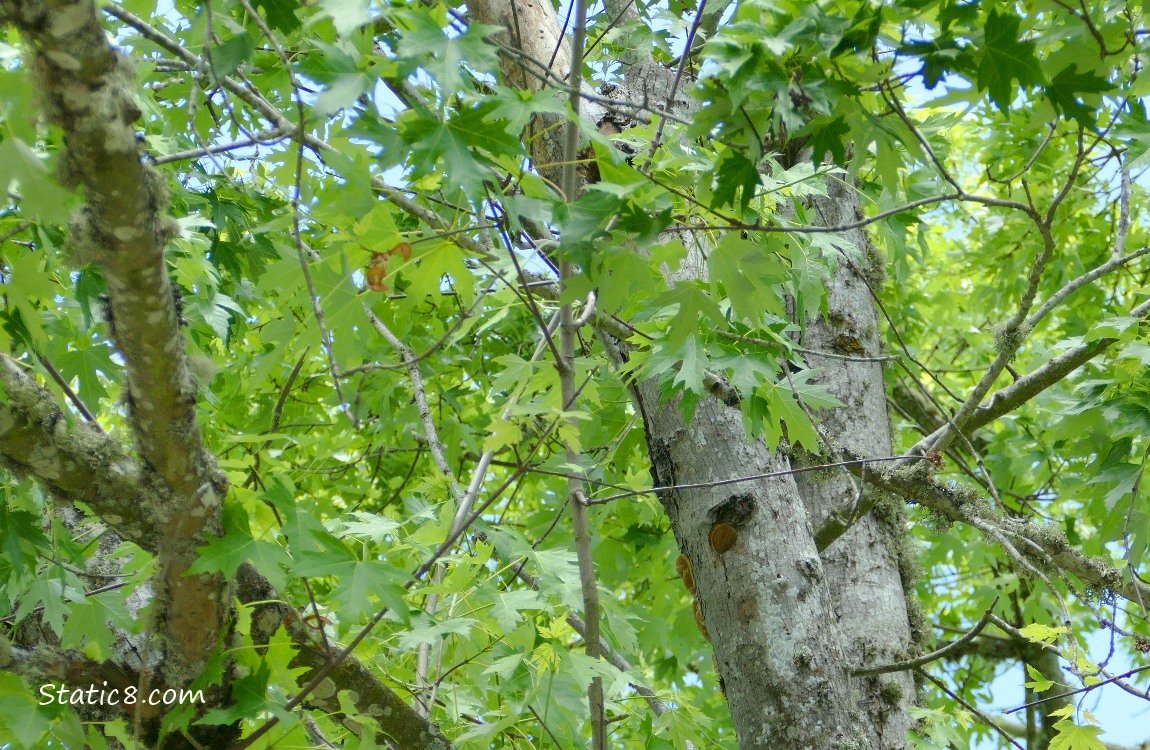 Downy Woodpecker nest hole in a tree trunk
