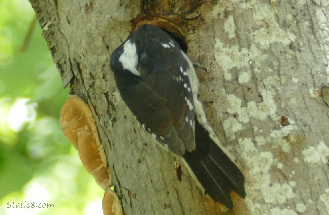 Downy Woodpecker with his head down the nest hole