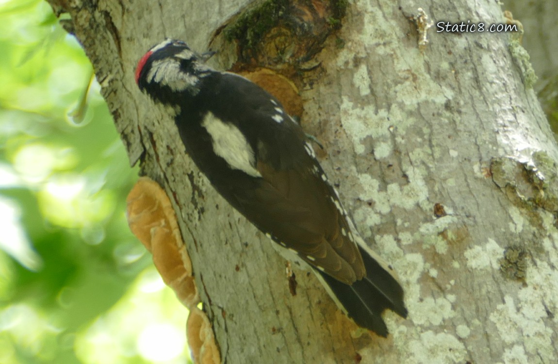 Male Downy Woodpecker standing in front of the nest hole