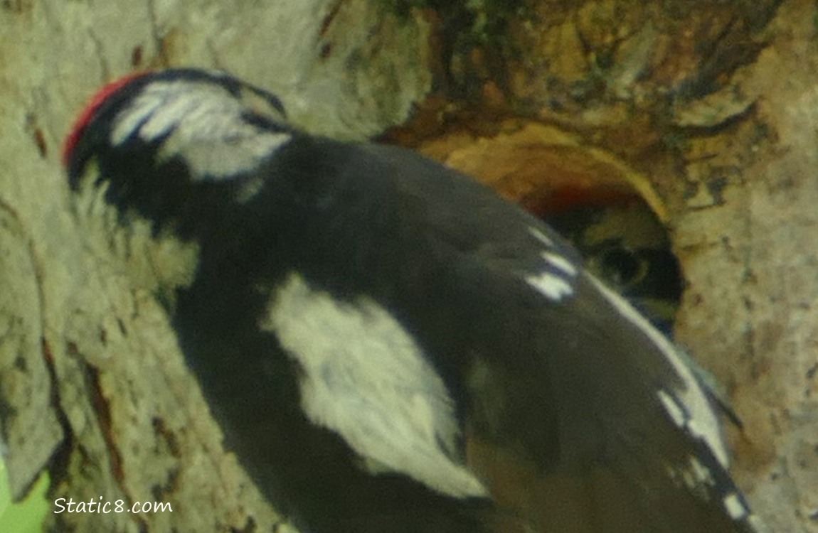 Baby Downy Woodpecker peeking out of the nest hole, past a parent outside