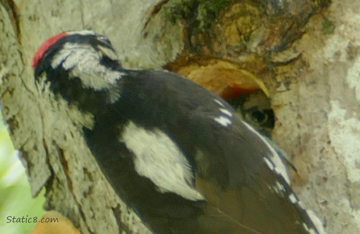 Baby Downy Woodpecker peeking out of the nest hole, past a parent outside