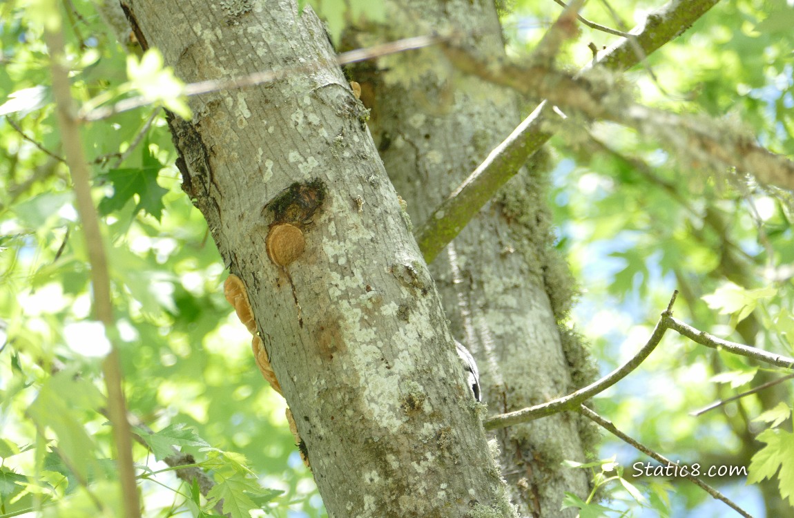 Downy Woodpecker nest hole in a tree trunk