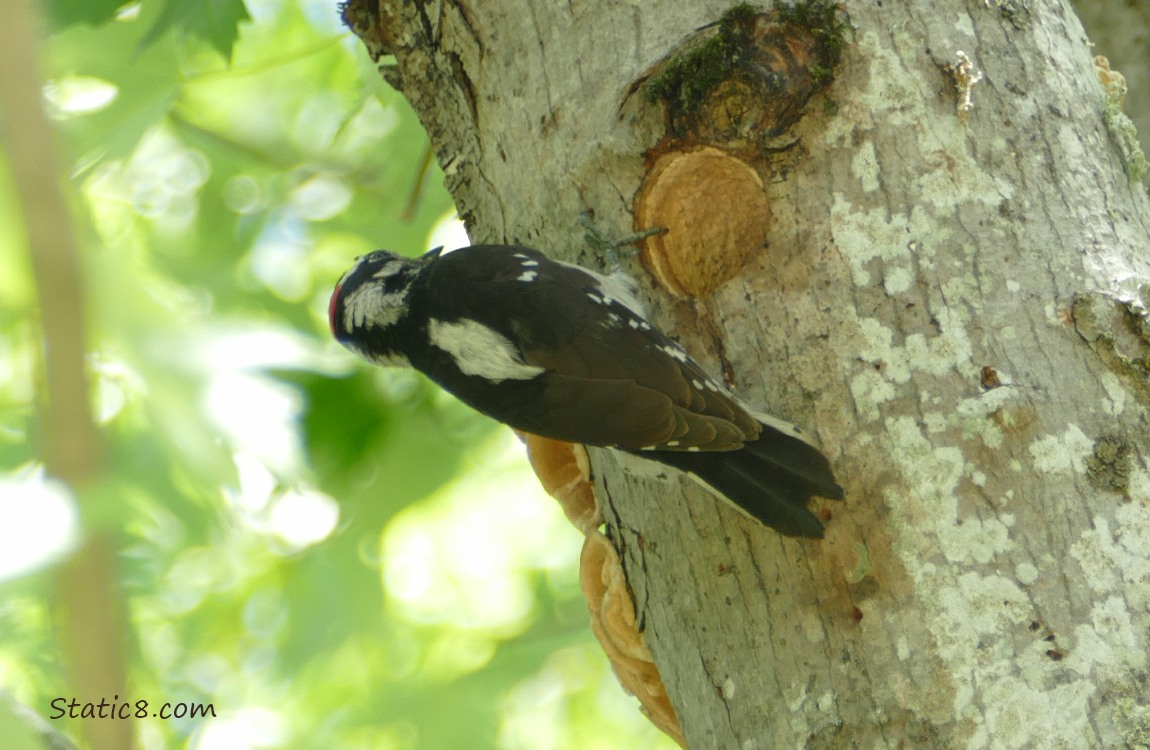 Downy Woodpecker standing outside the nest hole