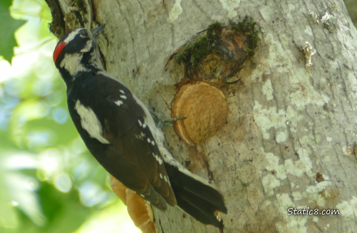 Downy Woodpecker standing outside the nest hole