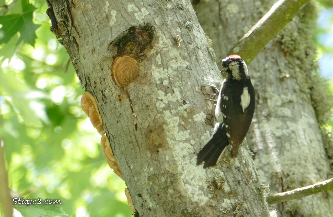Downy Woodpecker standing outside the nest hole