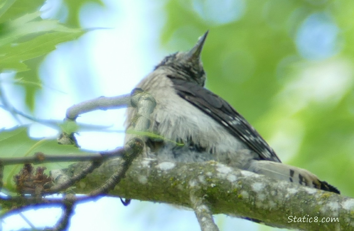 Downy Woodpecker standing on a branch