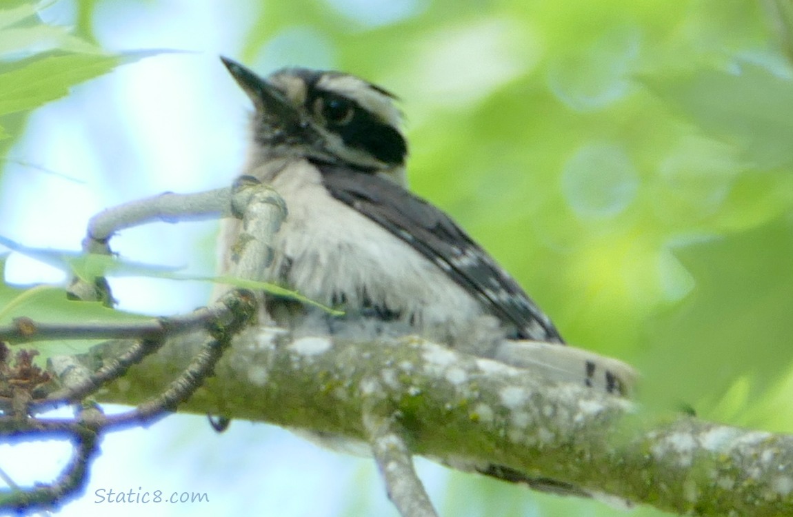 Downy Woodpecker standing on a branch, looking down