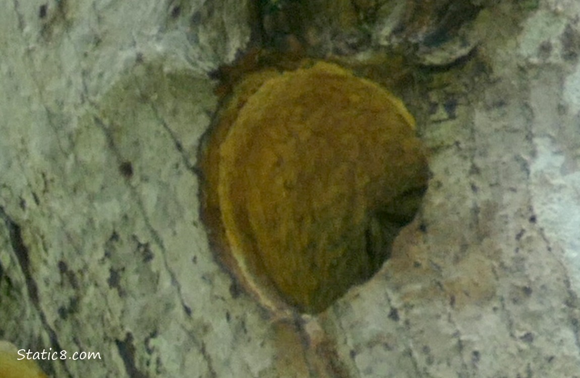 Shadow of a baby beak in a Downy Woodpecker nest hole