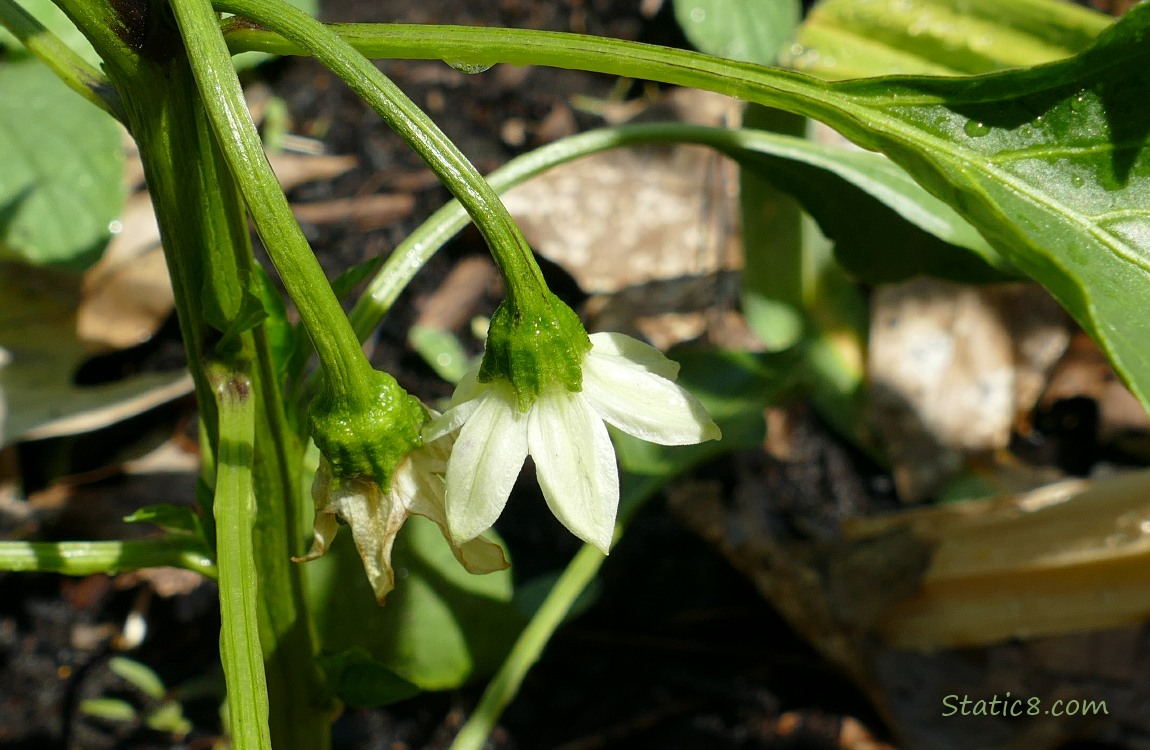 Pepper blooms hanging from the plant