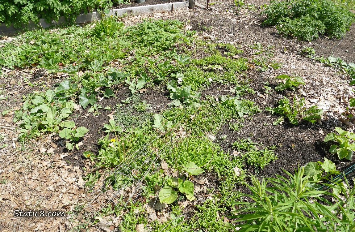 Garden plot