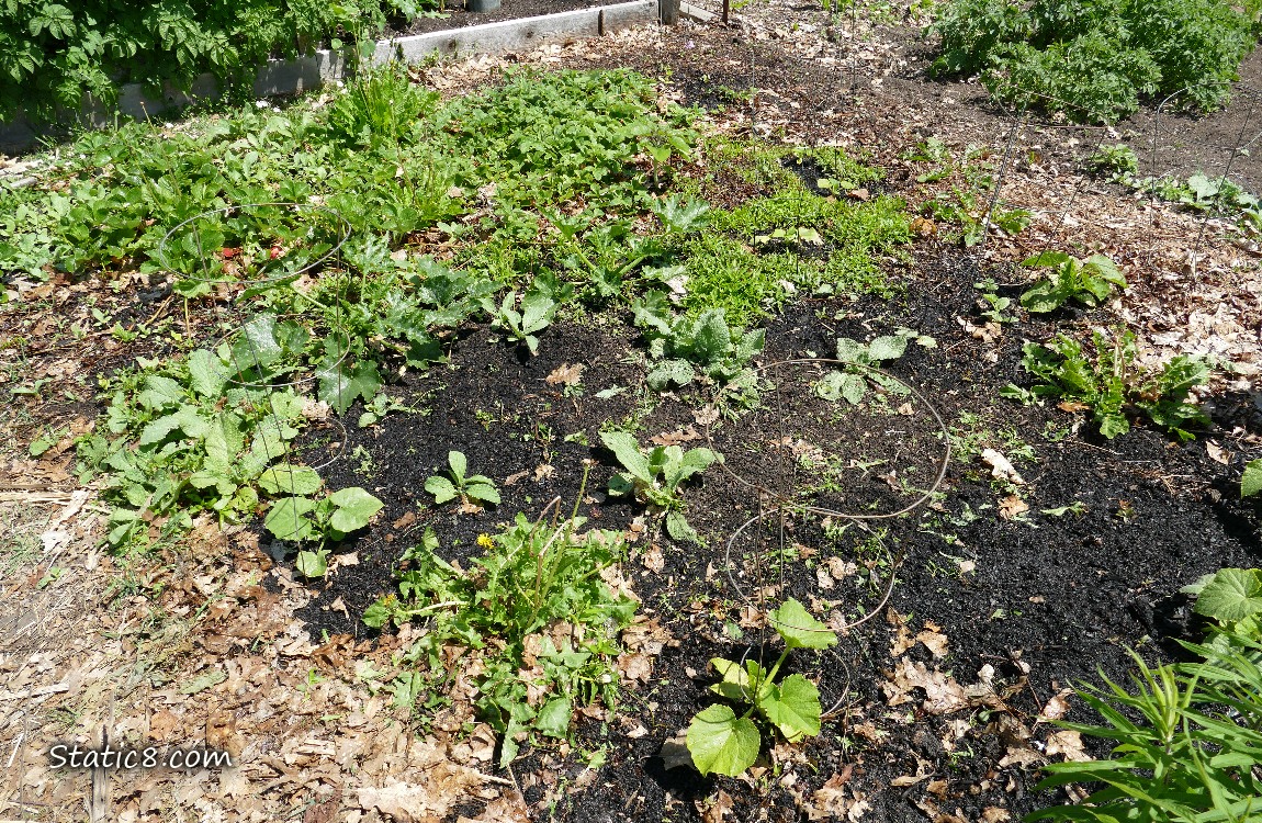 Garden plot