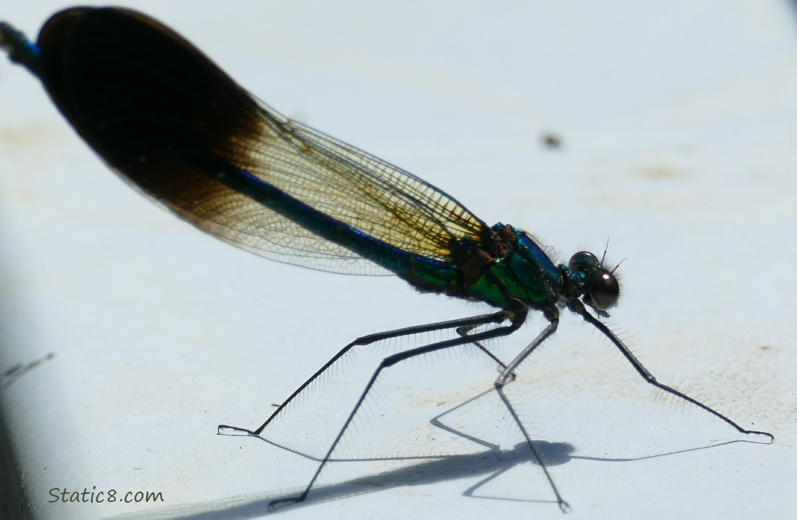 Damselfly standing on a white railing