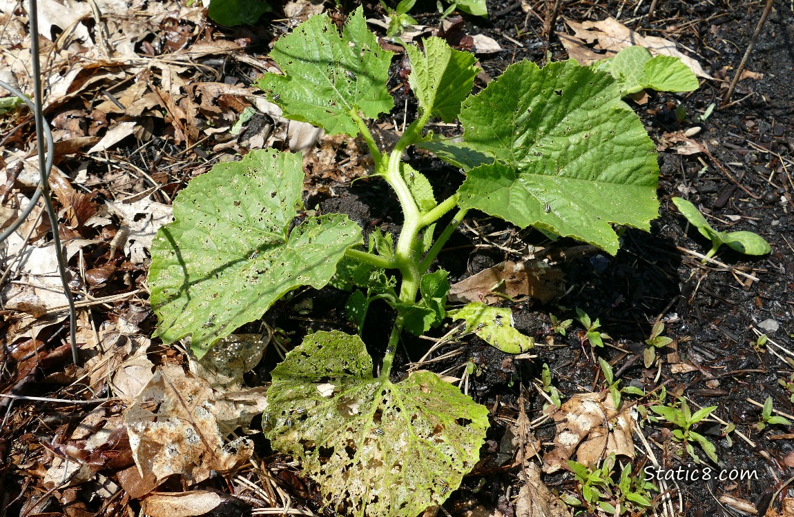 Squash plant with a couple munched leaves
