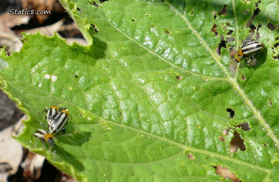 Striped Cucumber Beetles on a green leaf