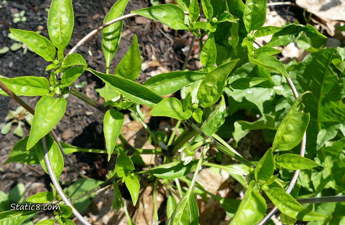 Looking down at a pepper plant
