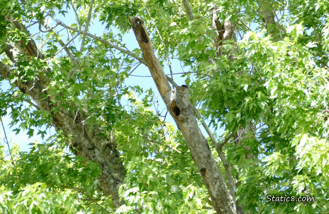 Dead tree branch with woodpecker nest holes in it