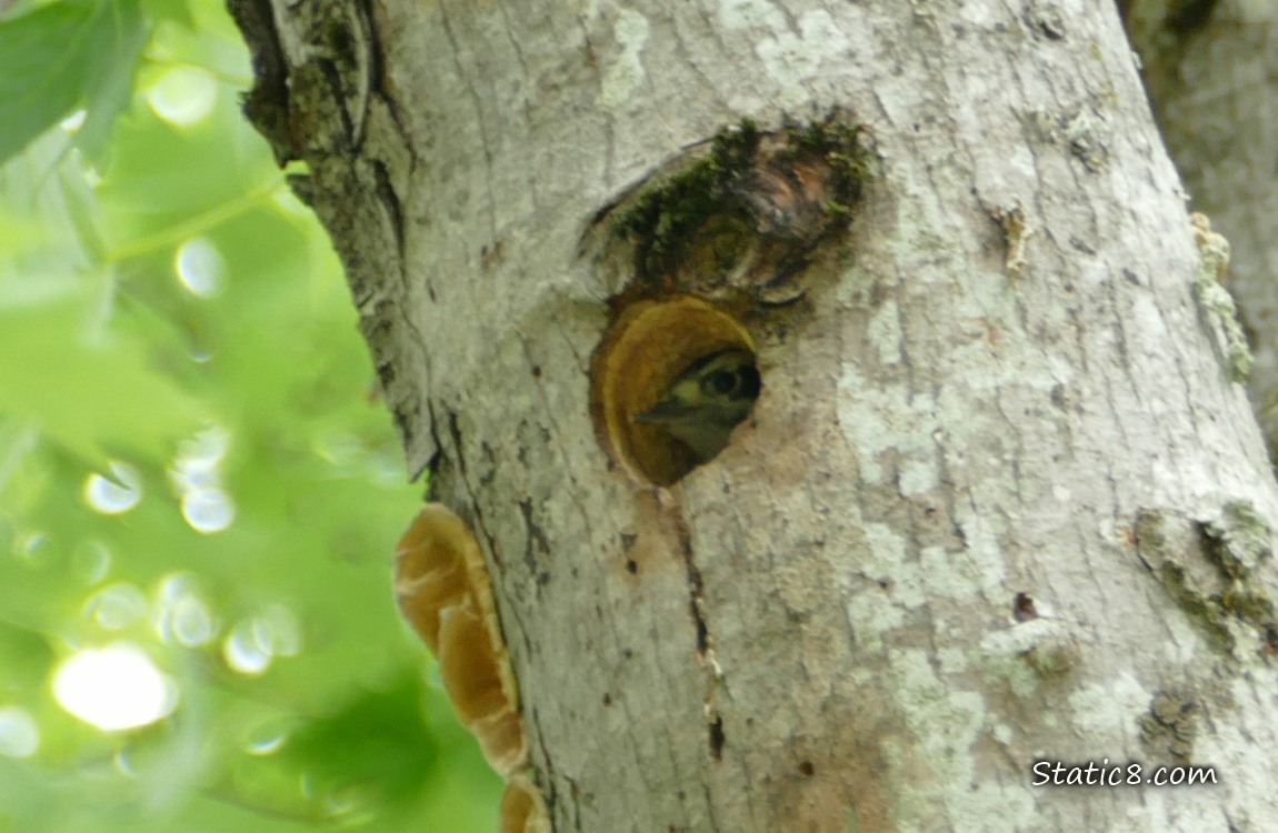 Downy Woodpecker baby looking out from the nest hole