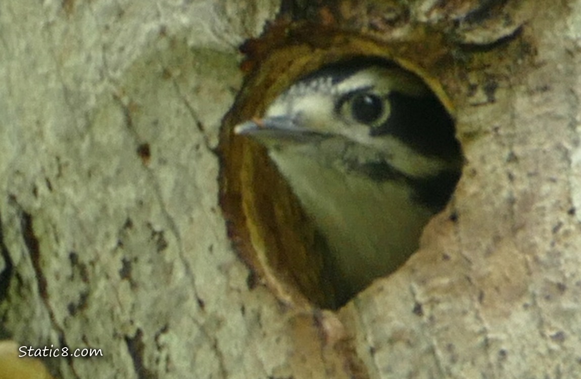 Downy Woodpecker baby looking out from the nest hole