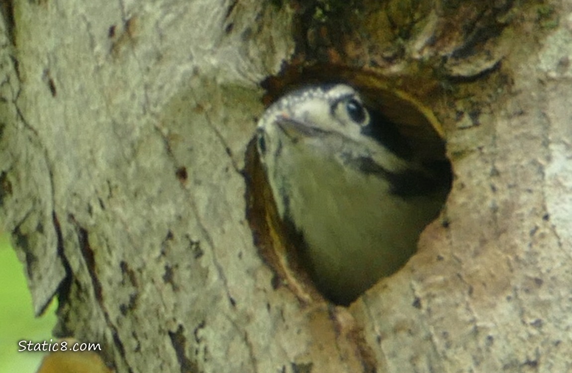 Downy Woodpecker baby looking out from the nest hole