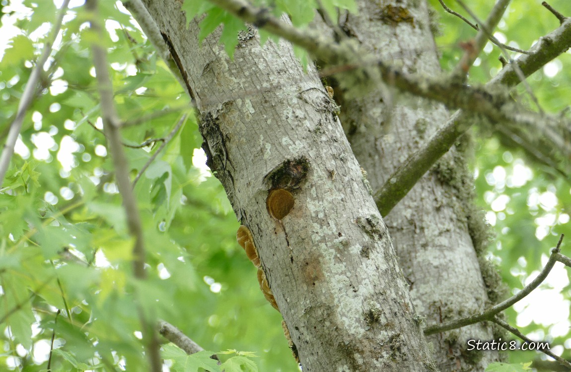 Downy Woodpecker nest hole in a tree trunk