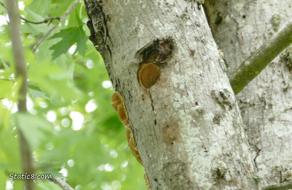 Downy Woodpecker nest hole in a tree trunk