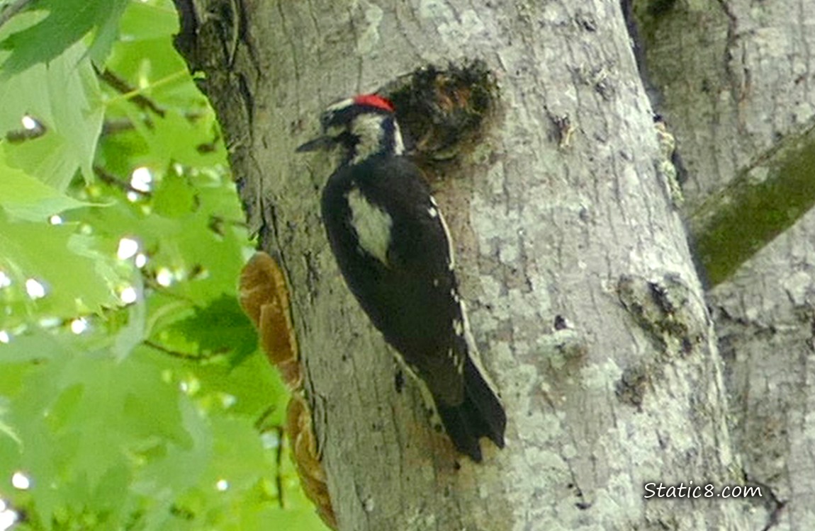 Male Downy Woodpecker standing outside the nest hole