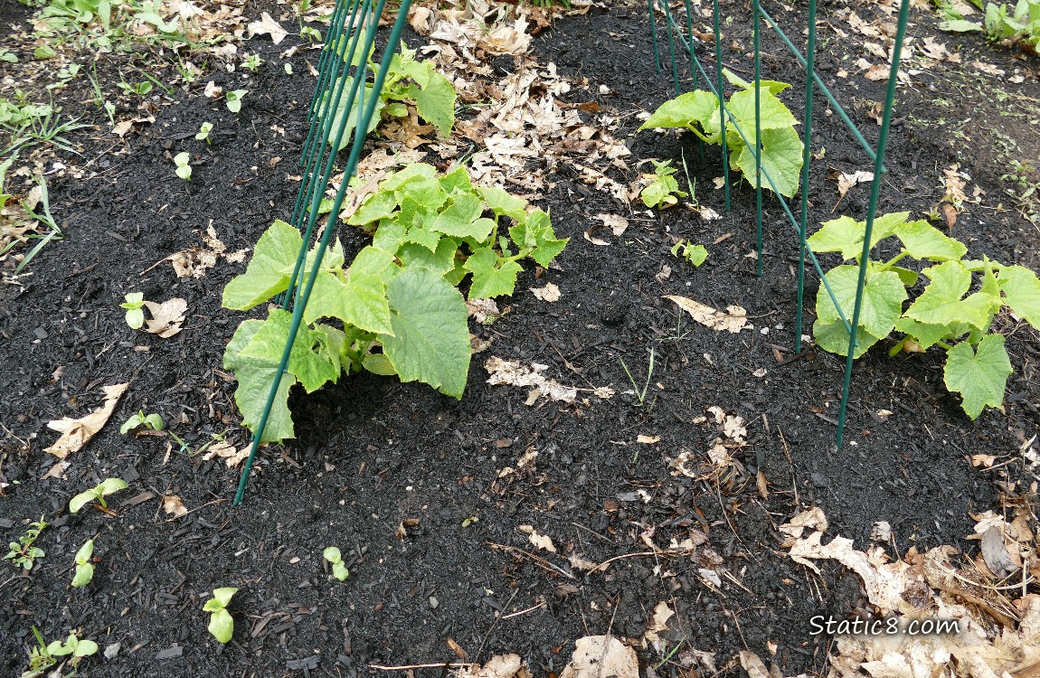 Cucumber seedlings growing in the dirt under a wire trellis